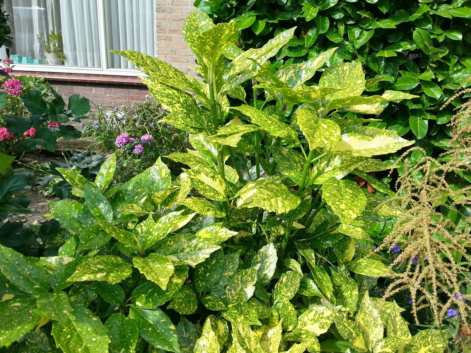 Hoe heet deze geel/groene struik?